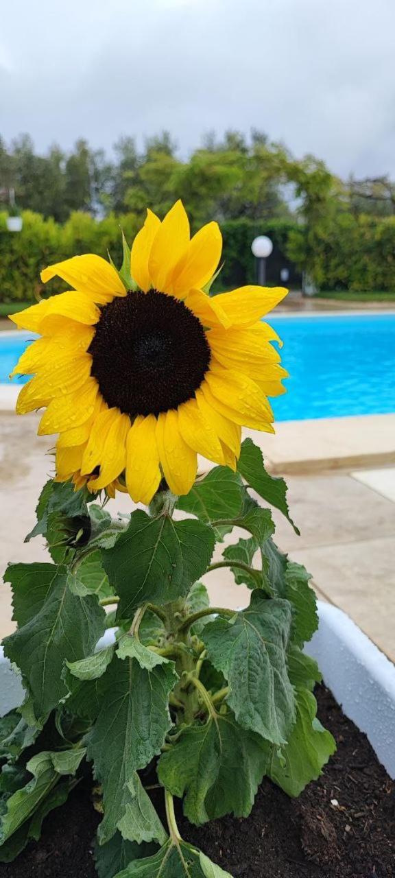 B&B Villa Antonella Пиаца Армерина Екстериор снимка